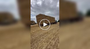 У собаки хорошо получается помогать хозяину