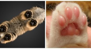 Cats with paws. And what else (18 photos)