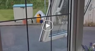Нелегка доля пташки. З однієї пастки до іншої