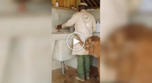 Слоненок поторапливает своего кормильца