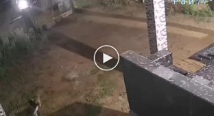 Dog thwarted a leopard's plans