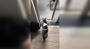 Cat crash