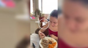 The cat asks the owner to share food with him