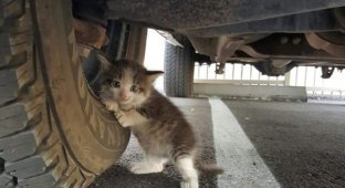 Маленький котёнок, найденный под машиной стал новым героем битвы фотошоперов (14 фото)