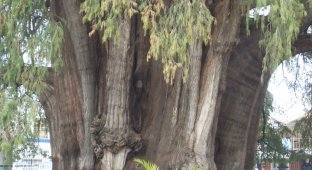 Живое чудо. Деревья долгожители (14 фото)