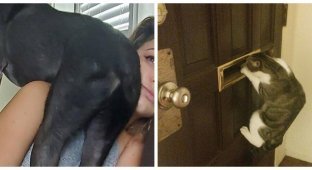 20 arrogant pets who have neither shame nor conscience (21 photos)