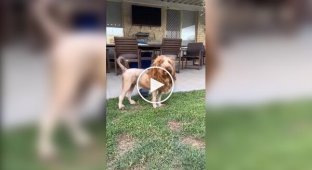 Пса подстригли под льва