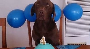 Терпеливый пес празднует свой День рождения (2 фото)