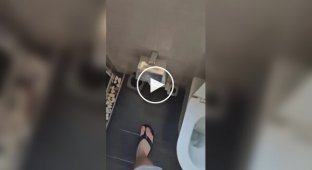 Сміливе дизайнерське рішення в туалеті