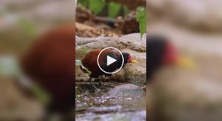 Чудеса маскировки: Как якана прячет своих птенцов