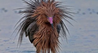 Rufous Heron: a bird that destroys the usual ideas about herons (7 photos)