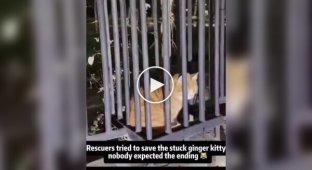 A rescue operation involving a ginger cat didn't go according to plan
