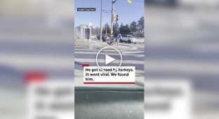 Чтобы спастись от нападения индеек, мужчине пришлось укрыться в чужой машине
