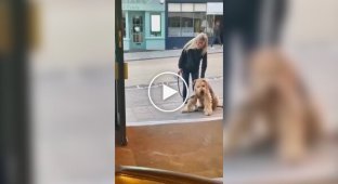 В Англии пес отказался продолжить прогулку, пока не зайдет в паб