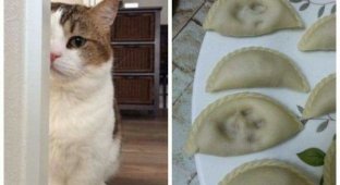 21 unusual cats that broke the system (21 photos)