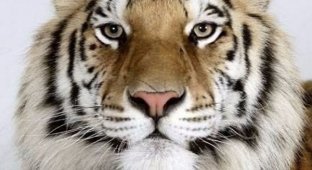 Тигры с разным окрасом шерсти (10 фото)