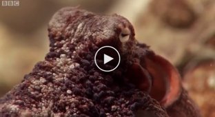The incredible octopus that climbed out of the water and calmly walked on the ground
