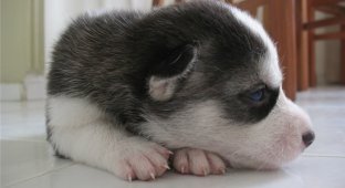 Husky (19 Photos)