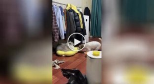 «Віддай!»: пес спробував відібрати лежанку у кота, але той був незворушний