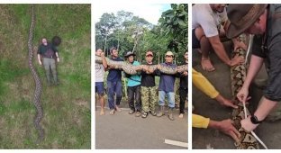 A female python from Indonesia has become the longest snake in the world (2 photos + 1 video)