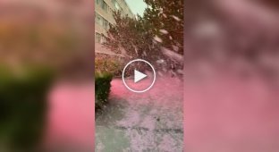 Snowstorm of sakura petals