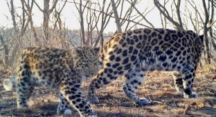 In "Land of the Leopard" they showed their cutest inhabitant (4 photos)