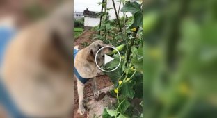 Dog enjoys cucumber