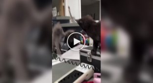 Office cat-fest