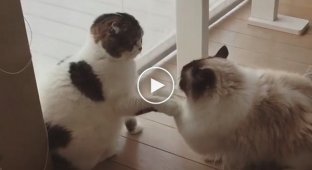Fight between two very polite cats