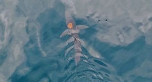 Восьминіг осідлав акулу (1 фото + 1 відео)