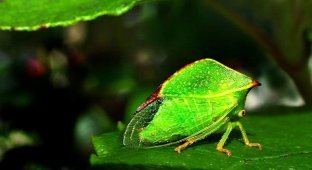 Самые необычные насекомые (6 фото)
