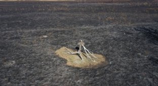 Амурский орнитолог показал чудом уцелевшие в огне гнезда журавлей и аистов (4 фото)