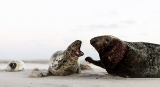 Остров Сейбл - заповедник крупнейшей в мире колонии тюленей-тевяков (10 фото)