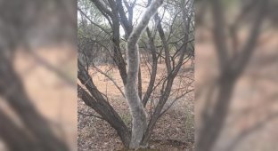 Что не так с этим деревом? (3 фото)