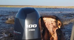 In Namibia, a hippopotamus attacked a boat with tourists (4 photos + 1 video)