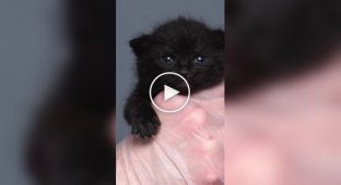 How did a kitten's eye color change?