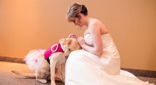 Собака успокоила невесту, страдающую от тревожного расстройства (5 фото)
