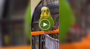A Talkative Parrot Made It into the Guinness Book of World Records