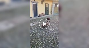 Пес добре володіє м'ячем