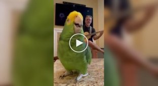 Performance by a talented parrot
