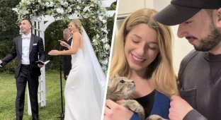 The cat tried to crash the wedding (3 photos + 1 video)