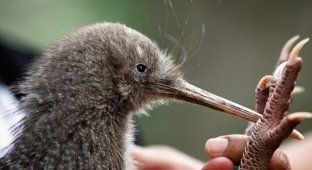 На выборах птицы года в Новой Зеландии произошел вброс голосов (3 фото)