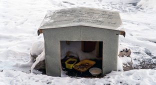 Пара построила домик для бездомных котов (6 фото)