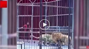 Two lions escaped from a Chinese circus during a performance