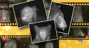 Curious Bear Takes 400 Camera Trap Selfies in the Forest (4 Photos + 1 Video)