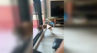 Неудачная прогулка кота в дождливую погоду