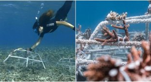 Scientists have found a way to save coral reefs (11 photos)