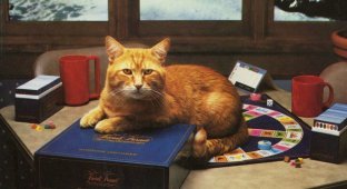 Календарь 1986 года с самым привередливым котом в мире (14 фото)