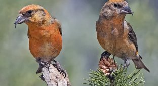 Crossbill: how does a bird change if it only eats cones? (11 photos)