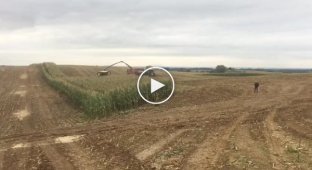 A herd of wild boars in a corn field runs away from a combine harvester